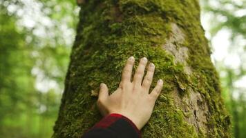 fechar acima do a mão toque a velho árvore porta-malas. amor e proteger natureza conceito. verde ecológico estilo de vida. proteger a partir de desmatamento e poluição ou clima mudar. video