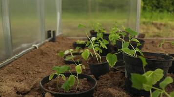 Pepino plántulas son atado en un invernadero. creciente útil productos en el jardín de cerca. selectivo atención video