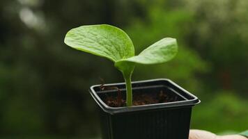 boer hand- Holding blad van gecultiveerd komkommer zaailingen groeit in plastic pot. landbouw, tuinieren of ecologie concept. video