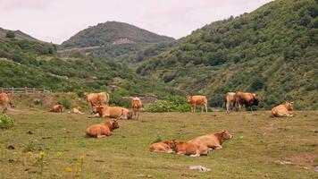 Cattle herd resting on green hill video