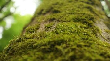 Green moss on a tree bark, Natural moss texture background.Green moss growing on the roots of a tree trunk in a forest in springtime. Shallow depth of field. video