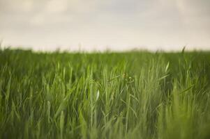 Ears of wheat photo