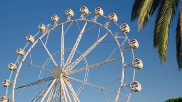 Large ferris wheel next to palm tree video