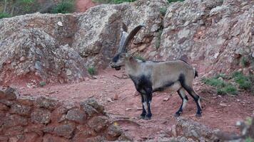 Goat standing on rocky hillside video