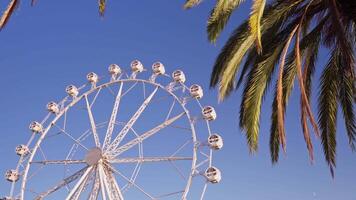 grand ferris roue suivant à paume arbre video