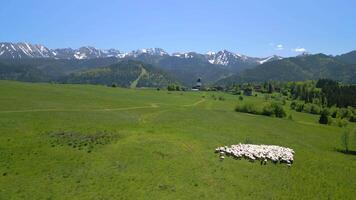 aereo di sbalorditivo paesaggio di il tatra montagne con un' gregge di pecora Polonia video