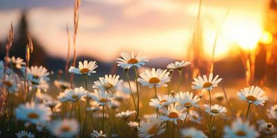 prado con un montón de blanco primavera margarita flores a puesta de sol. foto