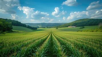 A verdant cornfield extends towards rolling hills under a blue sky with fluffy clouds photo