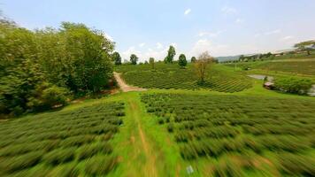 Dynamic FPV drone flight over tea plantation in Chiang Rai, Thailand. video