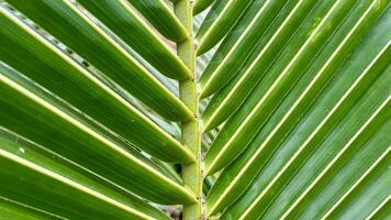 de cerca de un Coco árbol hoja foto