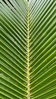 Close-up of a Coconut Tree Leaf photo