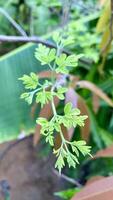 Close-up of a Green Drumstick Leaf Moringa Oleifera photo