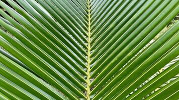 de cerca de un Coco árbol hoja foto