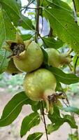 Bunch of Ripe Pomegranates Hanging from a Branch photo