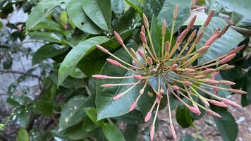 Close-up of Pink Ixora Flower Buds photo