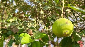 Close-up of a Green Lemon Hanging from a Tree Branch photo