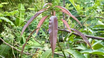 Close-up of a Green Mango Tree Leaf photo