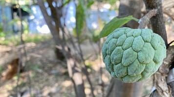 Close-up of a Ripe Sugar Apple Annona Squamosa photo