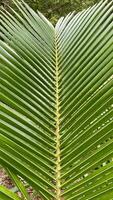 de cerca de un Coco árbol hoja foto