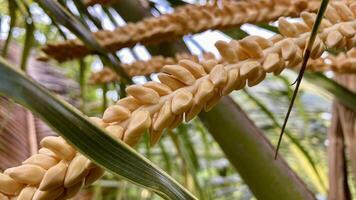 de cerca de un vibrante amarillo Coco espádice o Coco inflorescencia foto