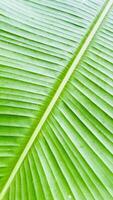 Close-up of a Banana Leaf photo