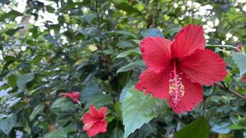 primer plano, de, un, rojo, flor de hibisco foto