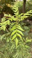 Close-up of a Curry Leaf photo