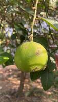 Close-up of a Green Lemon Hanging from a Tree Branch photo