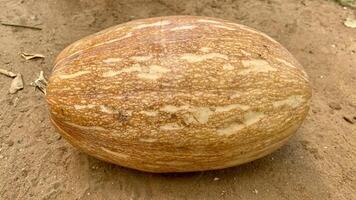Closeup of a Ripe Orange Pumpkin photo