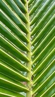 de cerca de un Coco árbol hoja foto