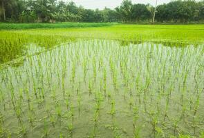 pueblo verde arroz campo con hermosa cielo ver foto
