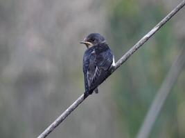 Barn Swallows Bird Photography photo