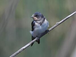 Barn Swallows Bird Photography photo