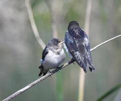 Barn Swallows Bird Photography photo