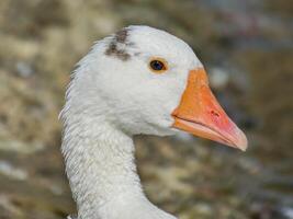 Geese Close Up Background photo