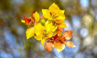 Cina Cina Flower Parkinsonia aculeata photo