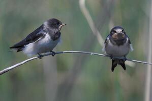 Barn Swallows Bird Photography photo