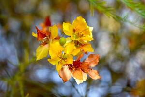 Cina Cina Flower Parkinsonia aculeata photo