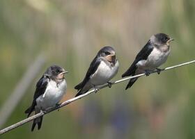 granero golondrinas pájaro fotografía foto