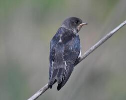 Barn Swallows Bird Photography photo