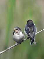 Barn Swallows Bird Photography photo