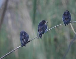 Barn Swallows Bird Photography photo