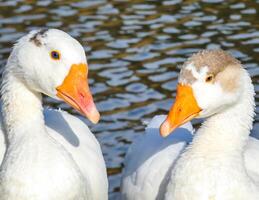 Geese Close Up Background photo