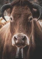 Limousin Cow Close Up Photography photo