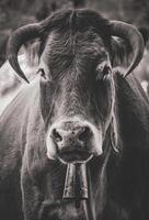 Limousin Cow Close Up Photography photo