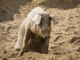 Iberian Pig Photography photo