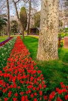 golfo parque agua pantalla en Estanbul. soleado parque con amarillo y rojo tulipanes y verde césped. foto