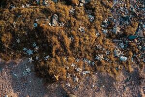 Background of seaweed and starfish on the sandy shore. Background of many starfish on the beach. photo