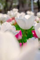 Background of many white tulips. Floral background from a carpet of white tulips. photo