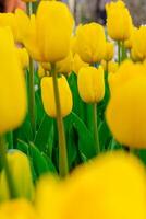 Background from many yellow tulips. Floral background from a carpet of yellow tulips. photo